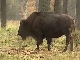 Prioksko-Terrasny Nature Reserve (Russia)